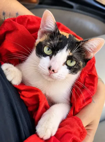 Gatinha CASTRADA disponível para adoção