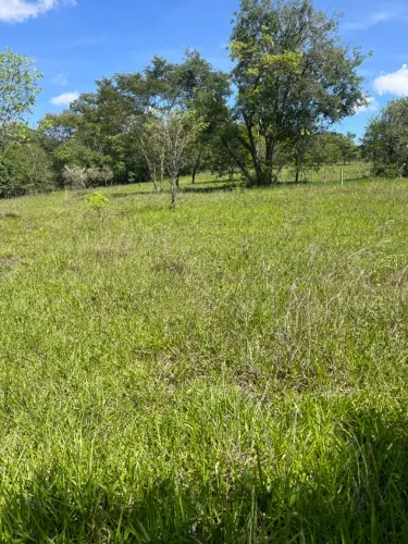fazenda goiania 300.000m2 de pastagem para engorda 100 garrotes
