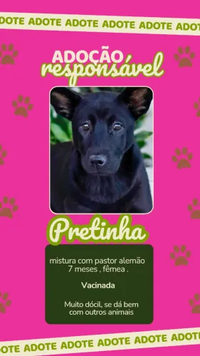 Doa-se cão fêmea 7 meses.