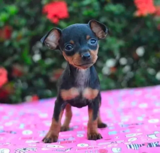 Pinscher fêmea 00