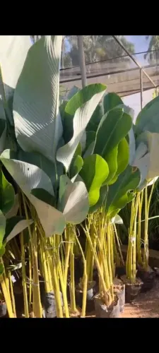 Maranta charuto de 1,30 m a 1,50 m de altura.