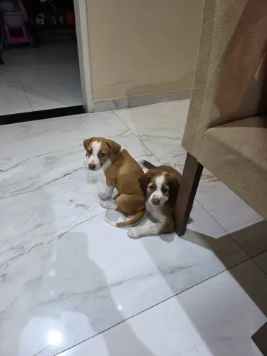Doação de dois filhotes fêmeas de 2 meses