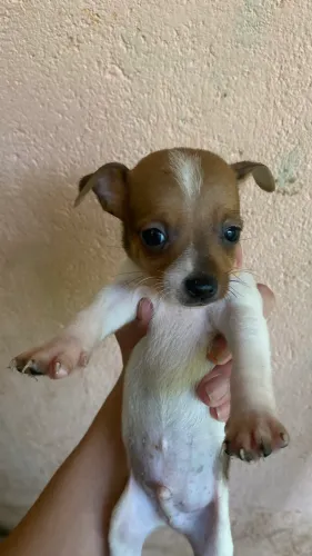 Filhotes de Pinscher