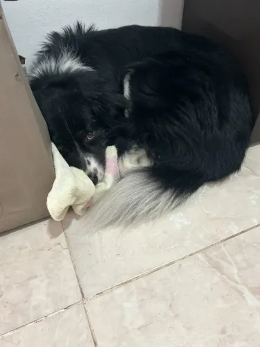 Estou doando border collie