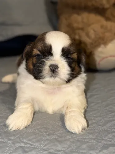 Shihtzu macho
