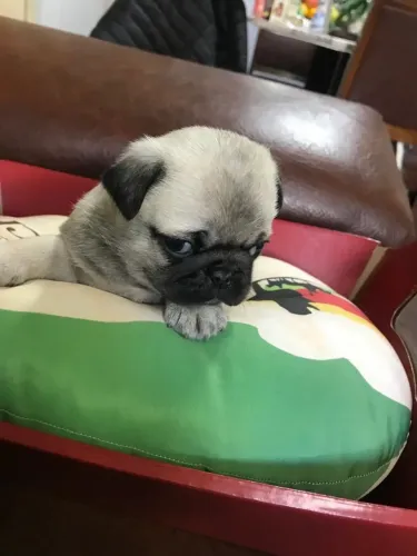 Pug Uma companhia para os melhores momentos da vida