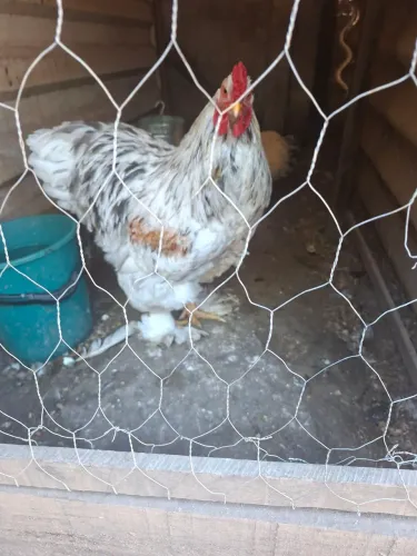 Galo Splash Brahma 1 ano 7 meses 150,00