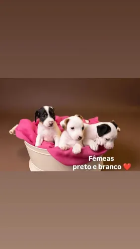Filhotes Jack Russell Terrier 