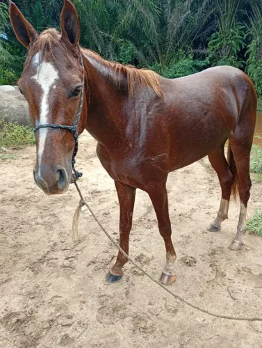 Porda mestiça de quarto de milha fazendo primeira muda