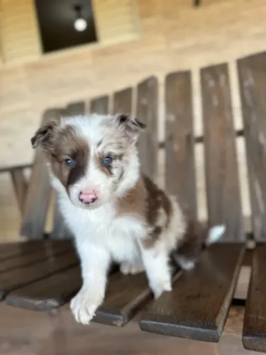 Filhote Border Collie