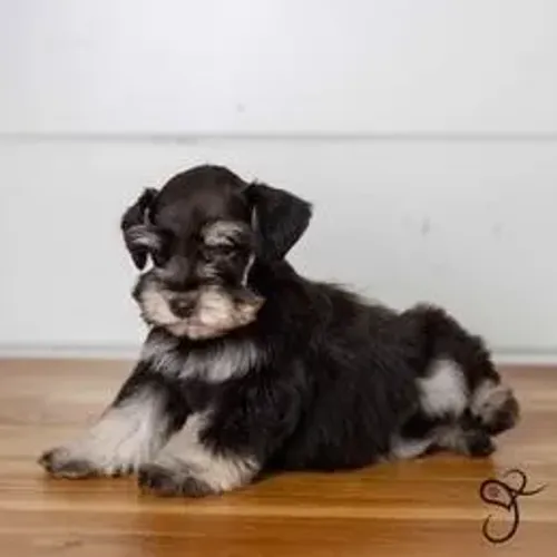 Schnauzer,Schnauzer Filhote Pronto Para Novo Lar