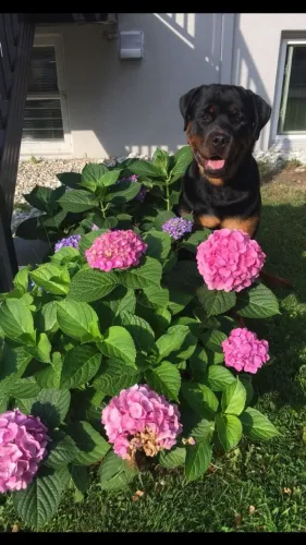 Rottweiller Fêmea Adulta com pedigree
