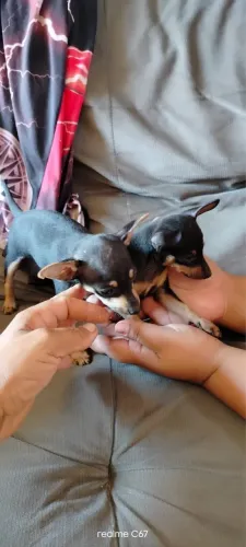 Casal de pinscher
