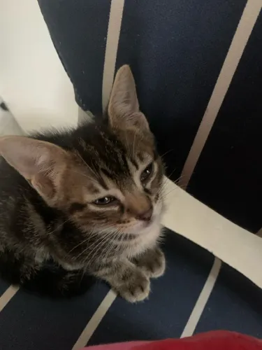 Doação De Gato