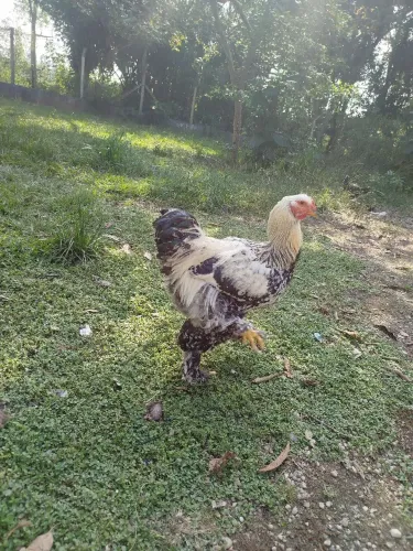 Vendo frangos gSB galinha sertanejo balão e frangos Brahma gigante