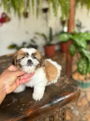 Shih Tzu
