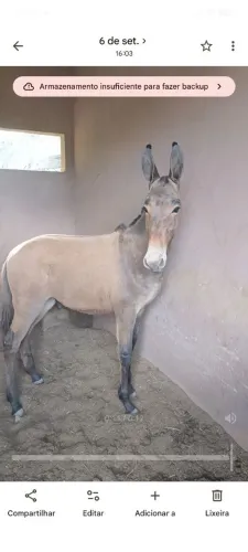 Burro marcha picada