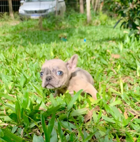 Buldogue francês macho exótico blue merli