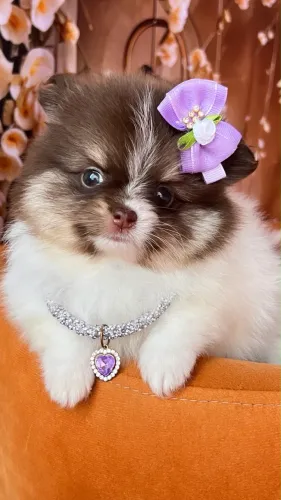 Spitz Alemão / Lulu da Pomerânia - Chocolate