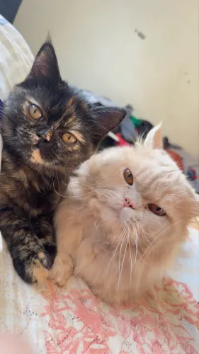 Gato persa