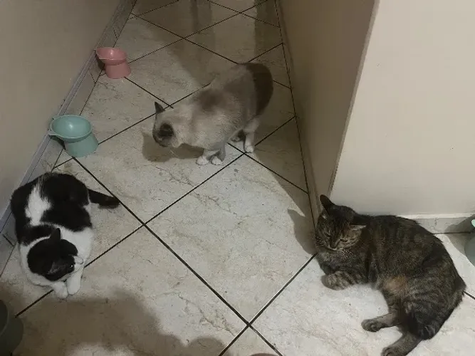 Pet Sitter - Cuidadora de Animais 