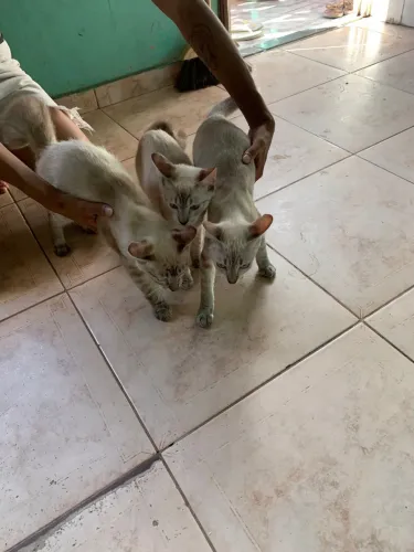 3 gatinhos machos pra doação