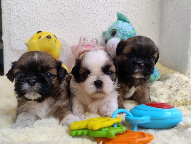Shih Tzu Fêmea
