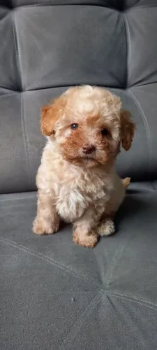 Filhote poodle Toy 