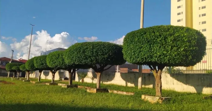 Serviço de Jardinagem 
