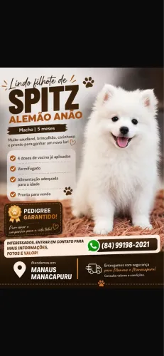 Cachorro spritz