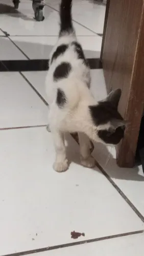 Doação filhote fêmea