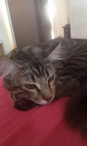 Doação de gata