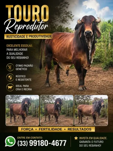 Touro reprodutor a venda