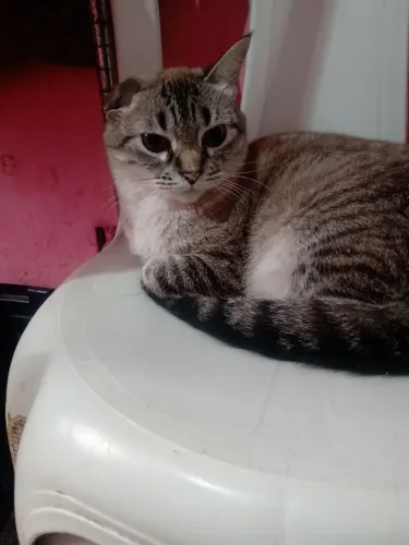 Gatinha linda para adoção