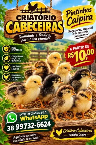 Pintinhos Caipira