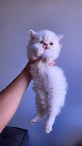 Gatos persas brancos