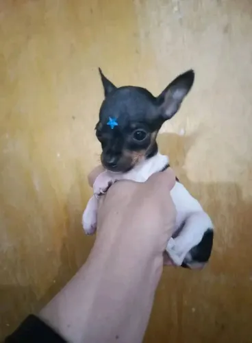 Pinscher Zerinho com pais no local
