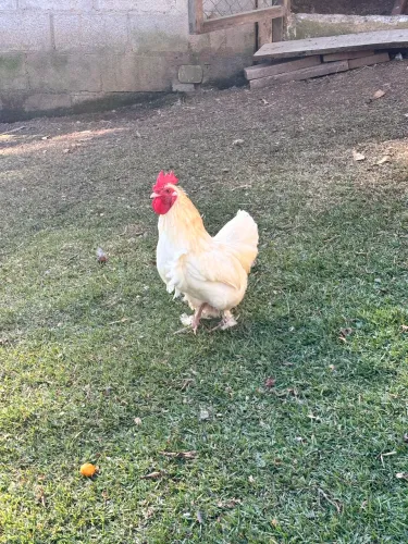 Vende galinho branco de raça