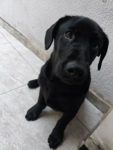 Adoção Filhote de Labrador
