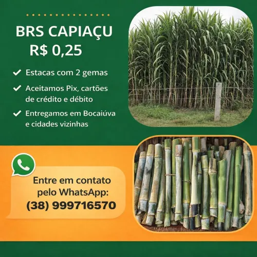 Brs Capiaçu R$ 0,25 centavos 