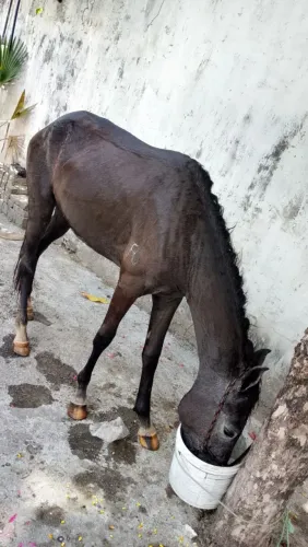 Égua pra vender!