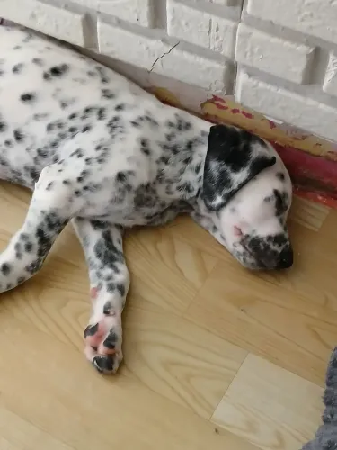 Filhote de dalmata 