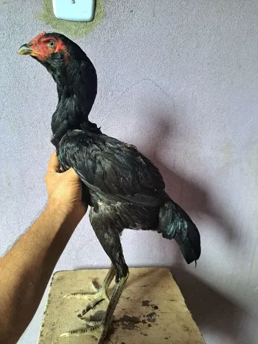 Galinha moura