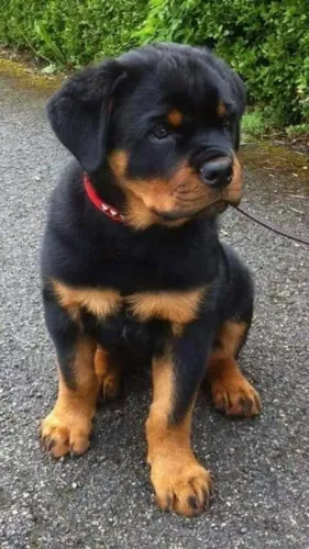 Rottweiler filhotes novas experiencias