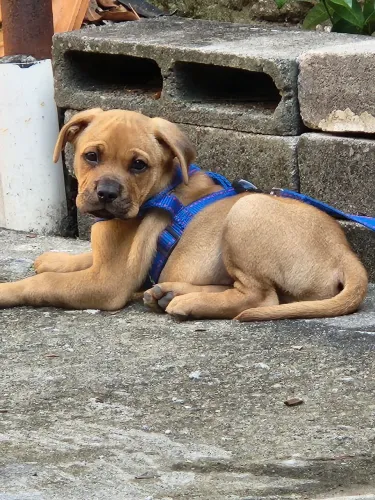 Doação Cachorro filhote