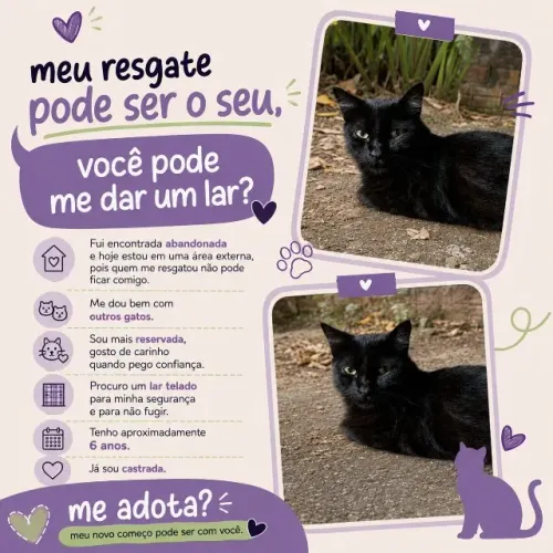 Adoção responsável Gata resgatada