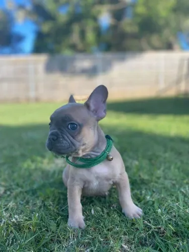 Bulldog frances lindissimo 