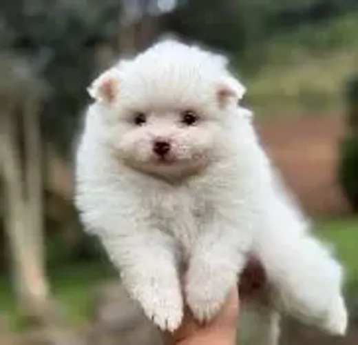 Spitz alemão Cachorrinhos disponíveis para deixar tudo mais especial