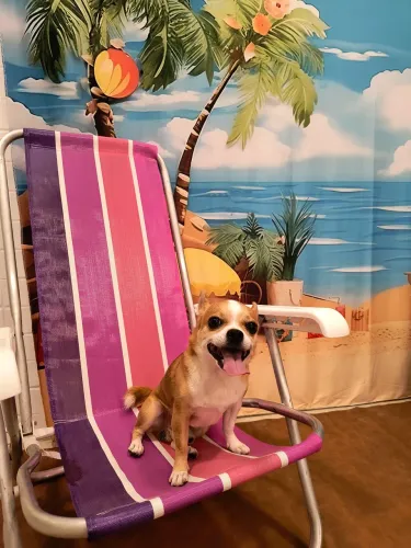Chihuahua procura namorada !