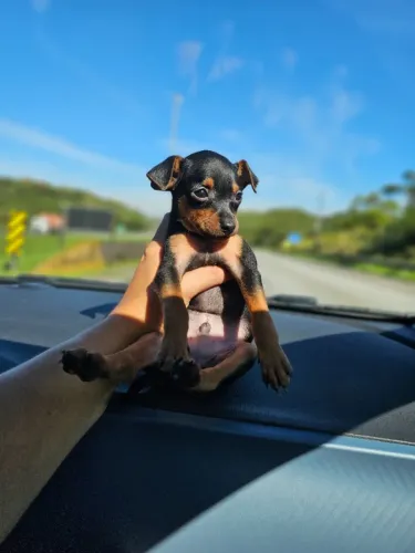 Pinscher/Pincher Baby Bem Pequeno Macho e Fêmea com Pedigree Vacinados